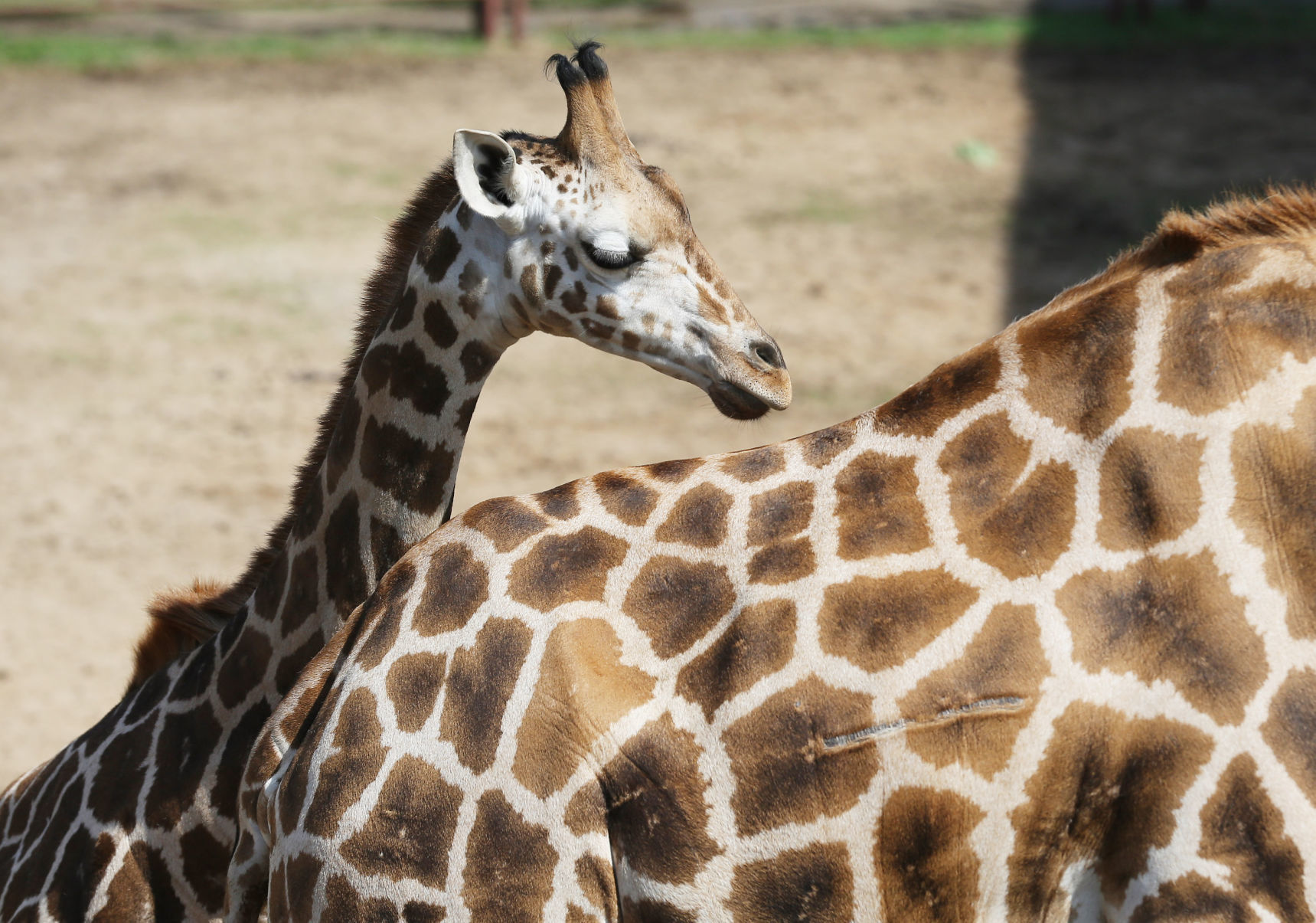 Tulsa Zoo, 6421 E. 36th St. N., 918-669-6600, tulsazoo.org